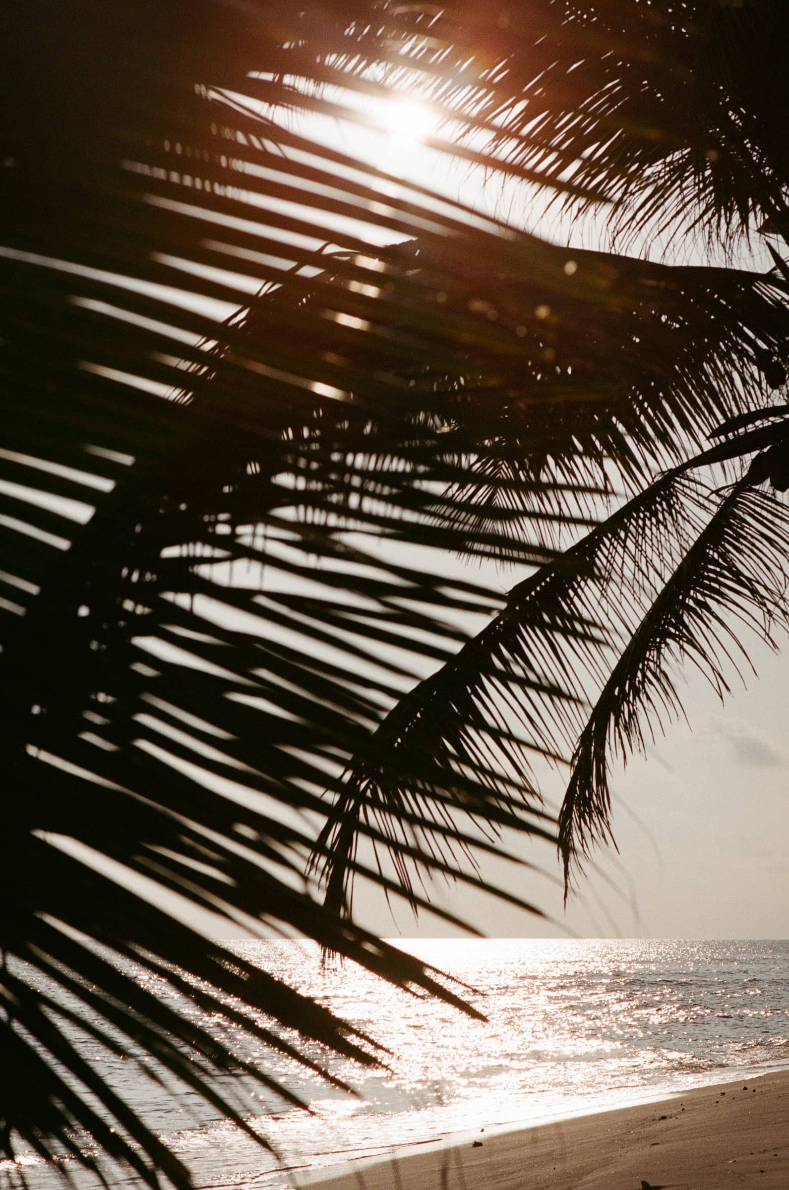 sunset at beach, palms