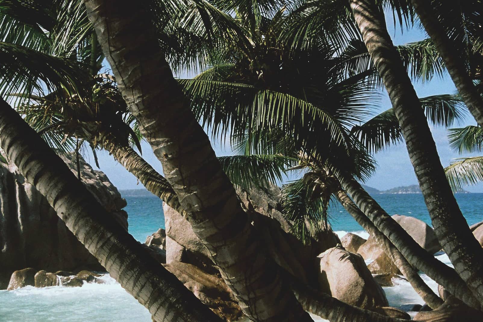 sunset at beach, palms