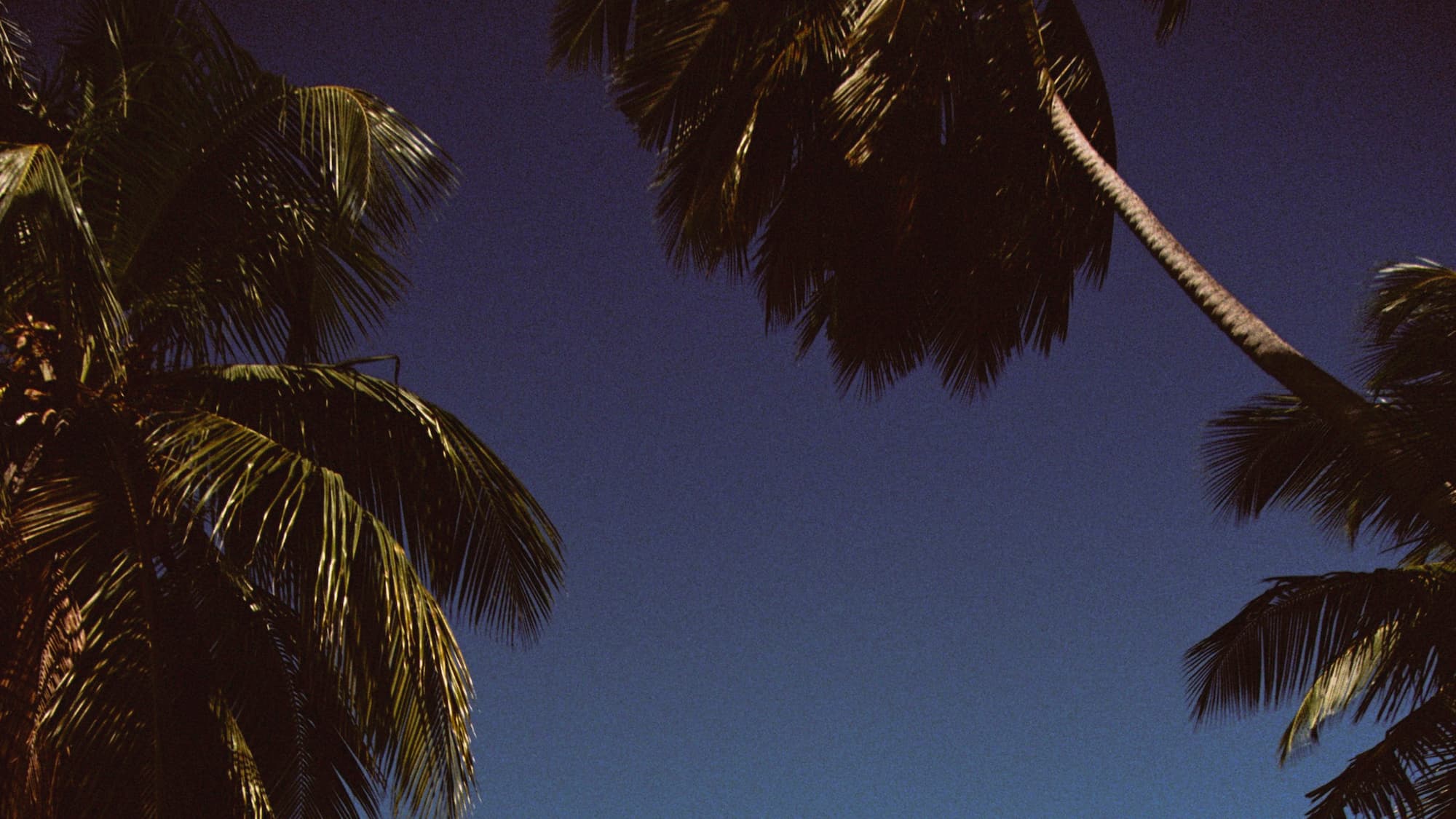 palms & blue sky